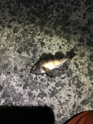 樋島メバリング