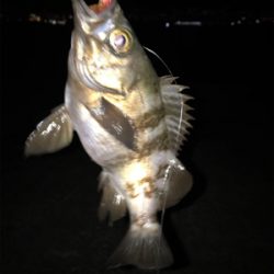 ライトワインドに初挑戦