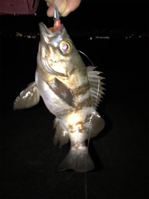 ライトワインドに初挑戦