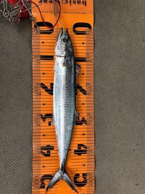 ショアジギング