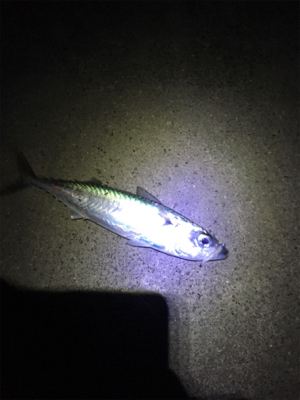 アジングのはずが。。。