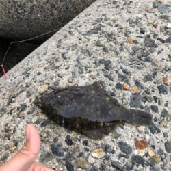 今年最後のカレイ狙い