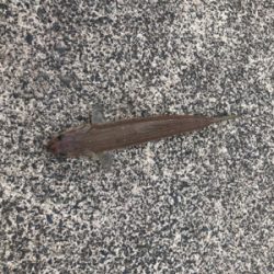 敦賀歴４年、新港では初サゴシ、、、