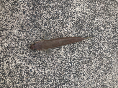 敦賀歴４年、新港では初サゴシ、、、