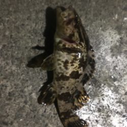 アジングで根魚も