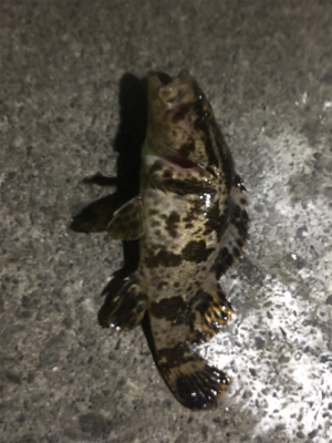 アジングで根魚も