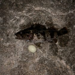 久々ライトゲーム