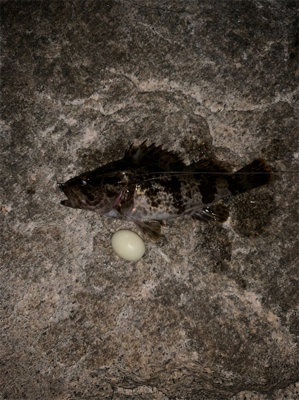 久々ライトゲーム