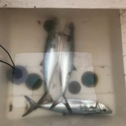 今年最後のマイボート 釣行