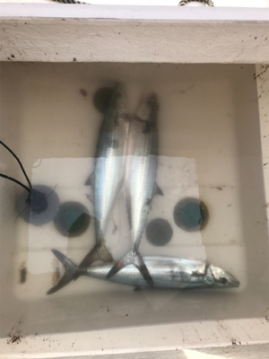 今年最後のマイボート 釣行