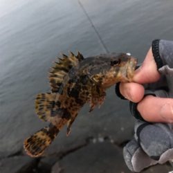 アジいない、、、