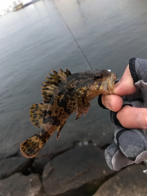 アジいない、、、