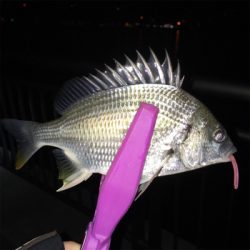 大阪湾奥アジング キビレ…ガシラ…タケノコノコ♪