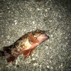 餌取りかわして