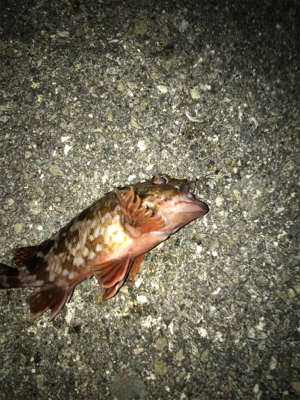 餌取りかわして