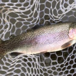 幼稚園児ルアー初釣果