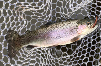 幼稚園児ルアー初釣果