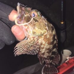 久しぶりのアジング〜