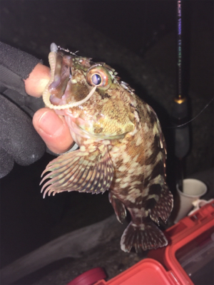 久しぶりのアジング〜