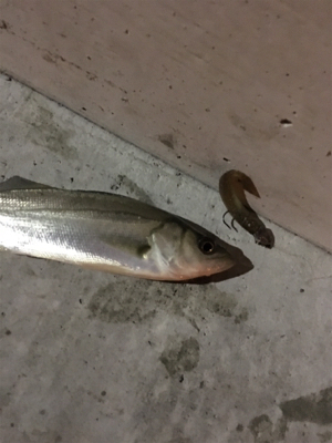 タイリクスズキとキビレ