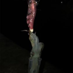 ヒイカ+ミミイカ釣り(^^)