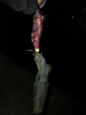 ヒイカ+ミミイカ釣り(^^)