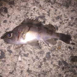 強風の中また淡輪へ。。。