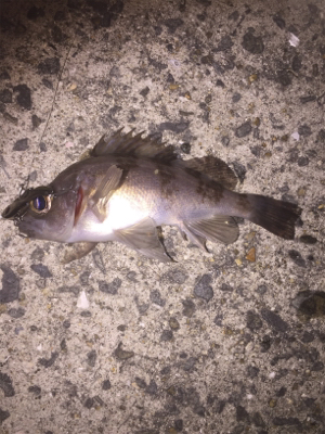 強風の中また淡輪へ。。。