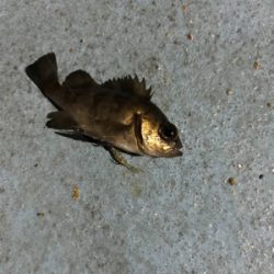 樋島ランガン虫ング