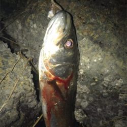 電気ウキで釣りました