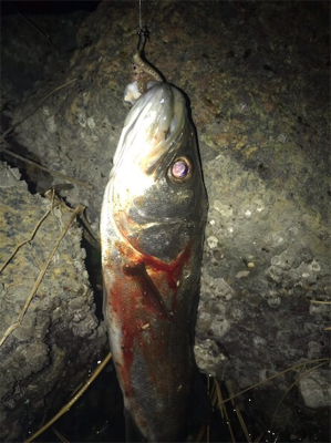 電気ウキで釣りました