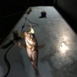 樋島ランガンリベンジ