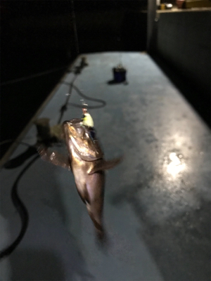 樋島ランガンリベンジ