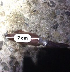 雰囲気は良かったのに…劇渋ヒイカ釣り(><)