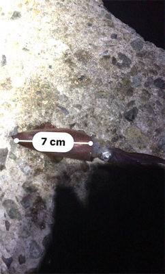 雰囲気は良かったのに…劇渋ヒイカ釣り(><)