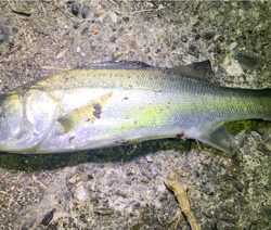 メバリング サイズアップ!