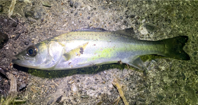 メバリング サイズアップ!