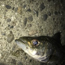 釣れない時はチーバス狙い