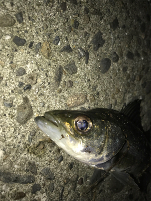 釣れない時はチーバス狙い