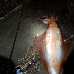 まさかのアカイカ釣れました