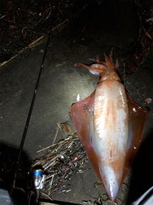 まさかのアカイカ釣れました