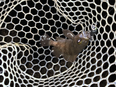 メバルプラッキング