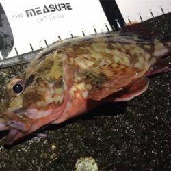 カサゴ活性高し