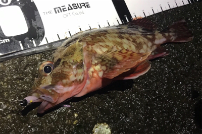 カサゴ活性高し