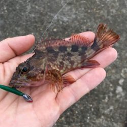 メバルデイゲーム