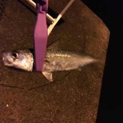 大阪湾奥アジング 五目達成