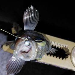 渋い、でもそれも楽しい♪