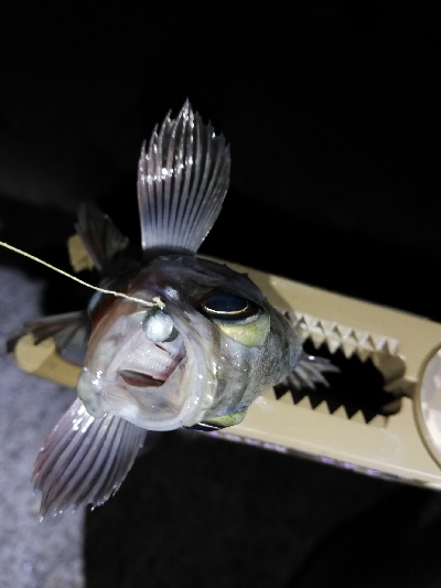 渋い、でもそれも楽しい♪