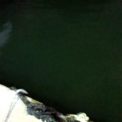 ナイトアジング