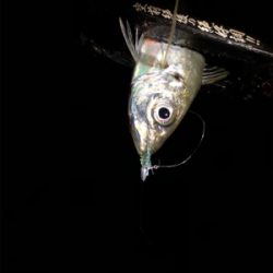 アジングプラクティス